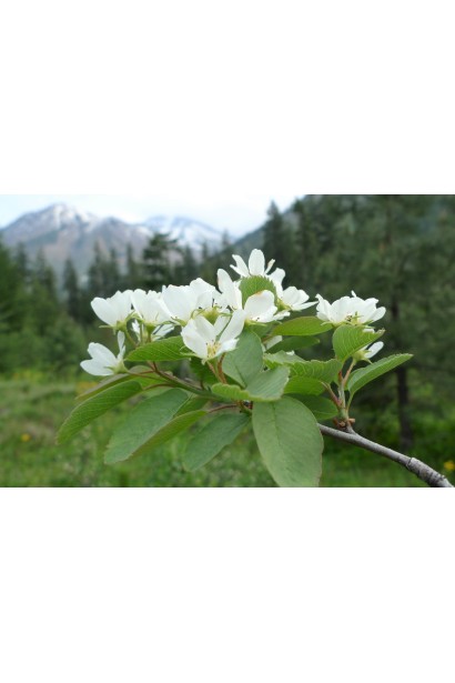 Ірга вільхолиста Slate в саду